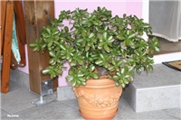 226fb064-IMG_8154 krasula ovata.jpg